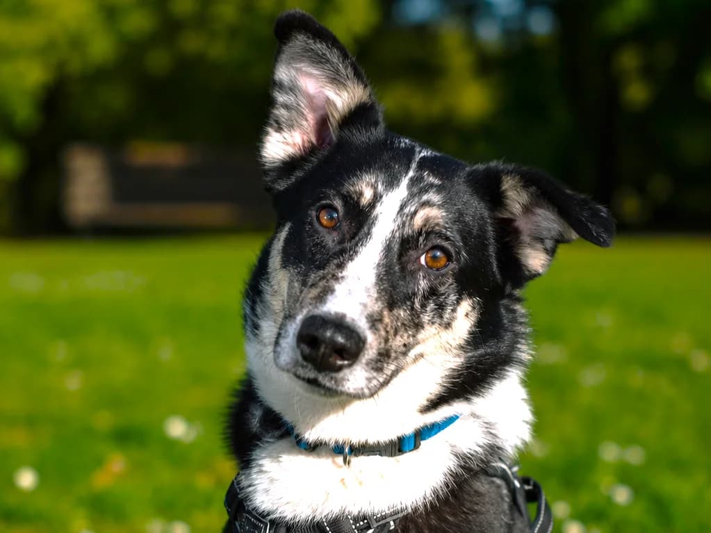 SOLEA –, female Mixed Breed for adoption at Association Ron'Rhône, Lyon