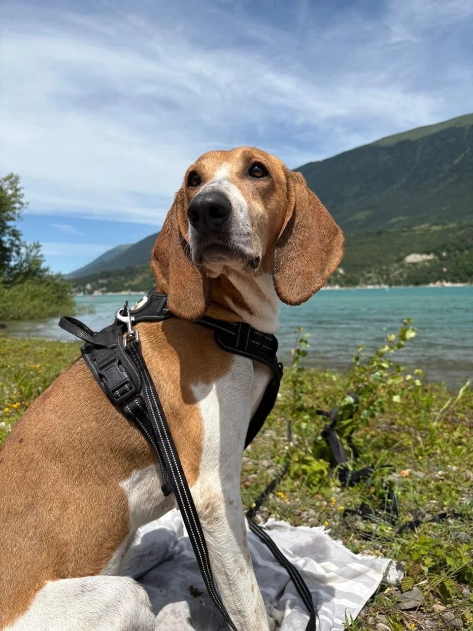 Lothaire –, male Mixed Breed for adoption at Association Ron'Rhône, Lyon