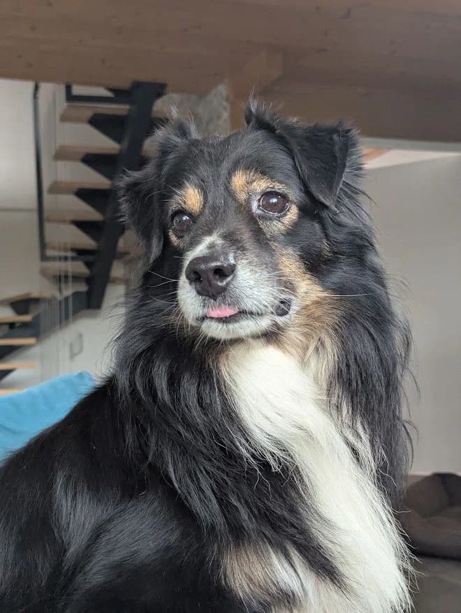 Seven –, male Mixed Breed for adoption at Association Ron'Rhône, Lyon