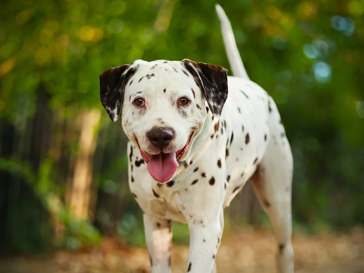 OSKO – 8 ans – ♂, male Mixed Breed for adoption at Association Ron'Rhône, Lyon