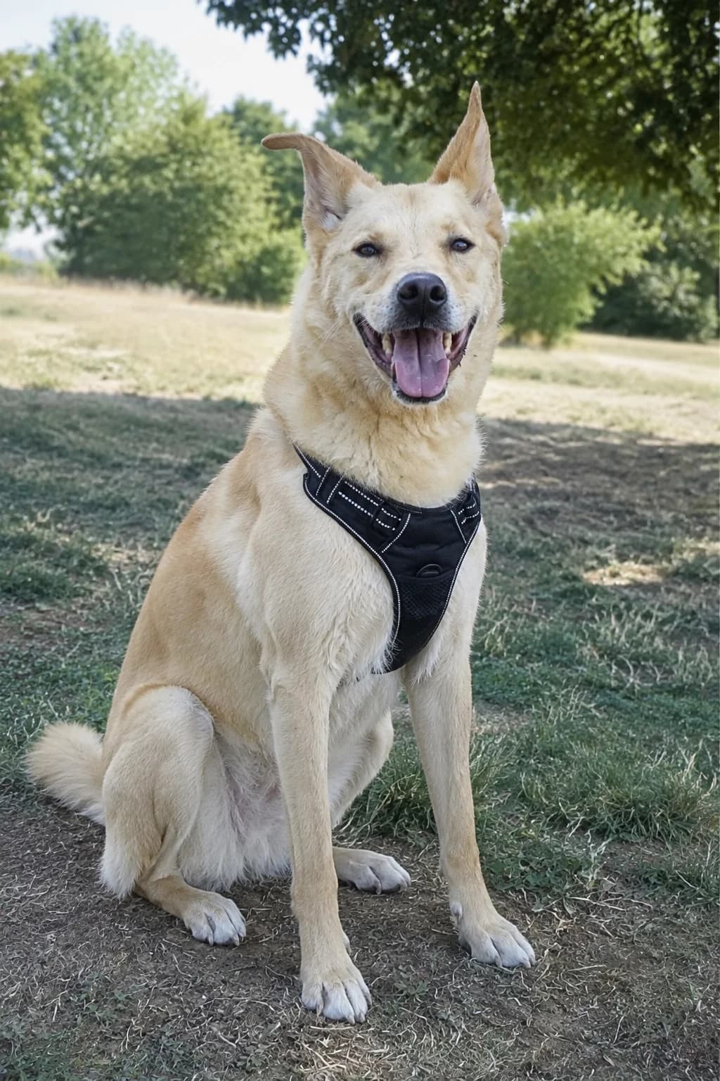 SHIRO – 7.5 ans – ♂︎, male Mixed Breed for adoption at Association Ron'Rhône, Lyon
