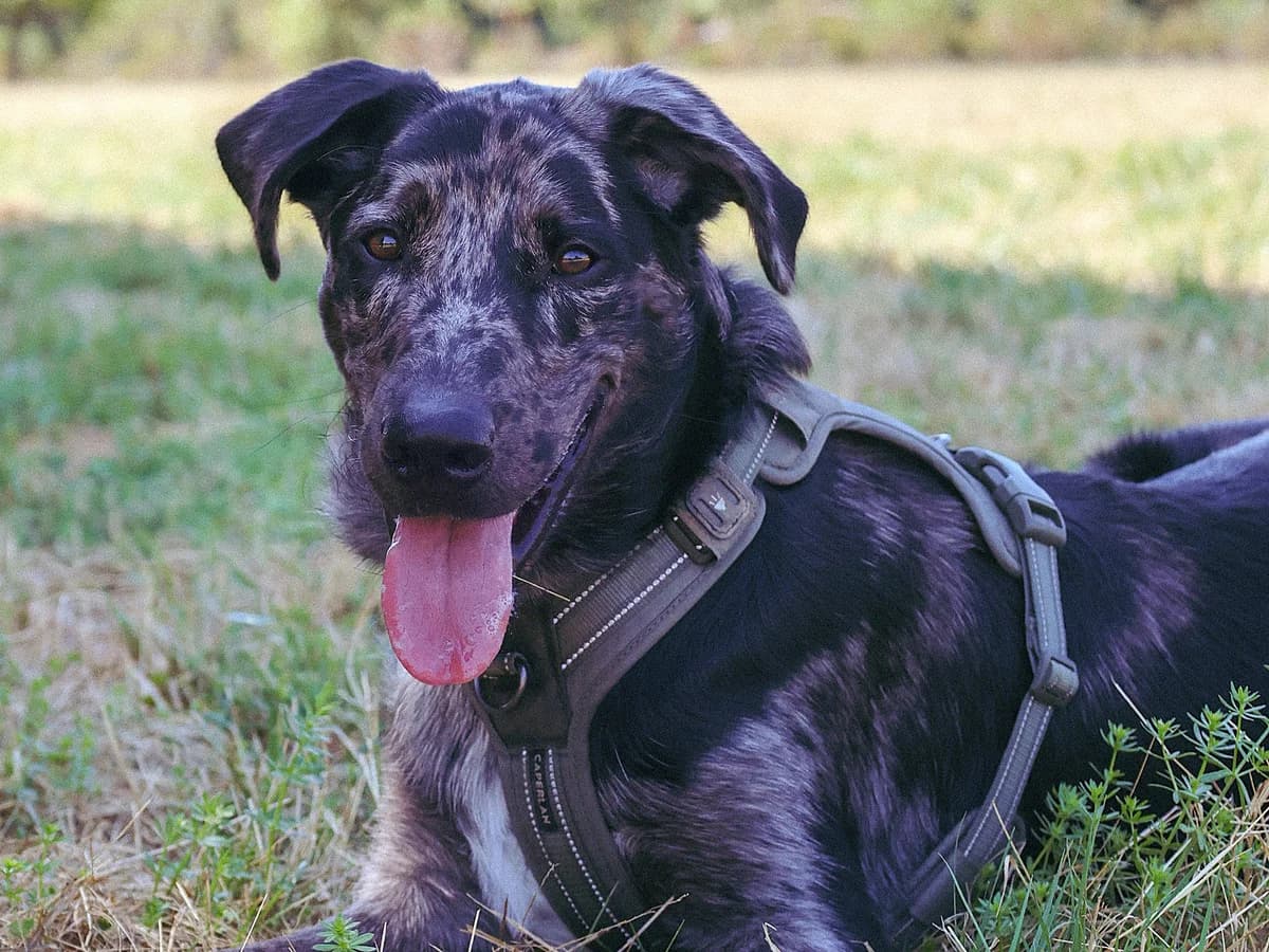 YUKI – 8 mois – ♂︎, male Mixed Breed for adoption at Association Ron'Rhône, Lyon