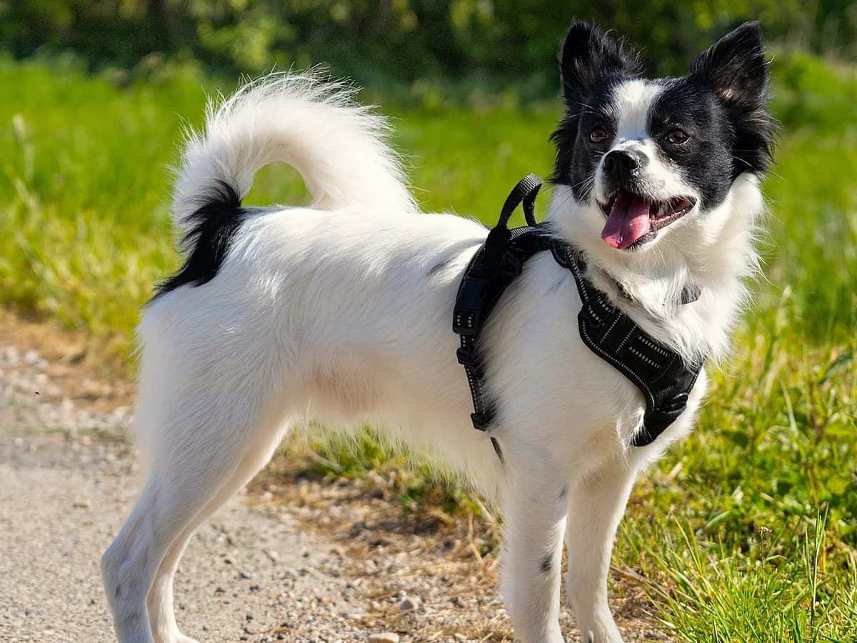 PABLO – 2 ans – ♂︎, male Mixed Breed for adoption at Association Ron'Rhône, Lyon
