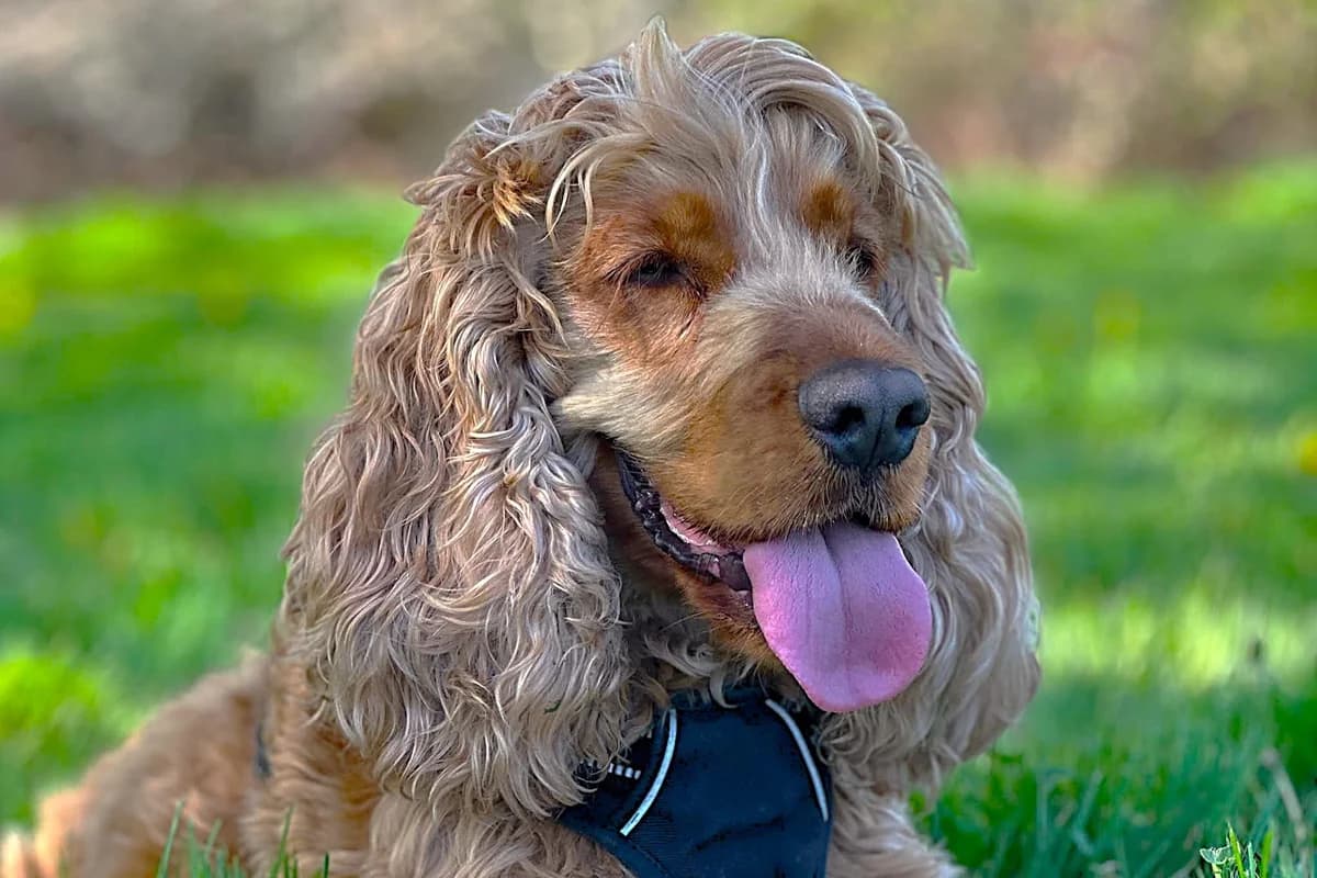 SCOTTY – 5 ans – ♂, male Mixed Breed for adoption at Association Ron'Rhône, Lyon