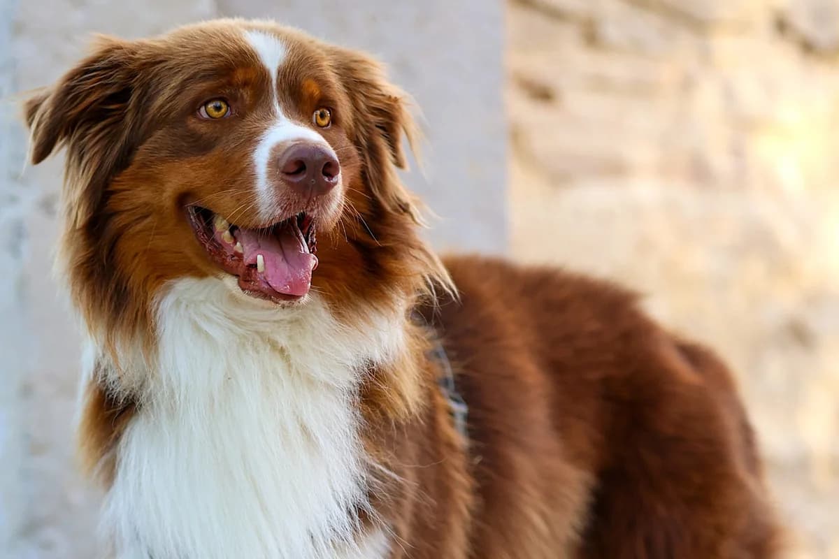 THANGO – 4 ans – ♂, male Mixed Breed for adoption at Association Ron'Rhône, Lyon