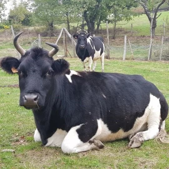 Mariame, female Mixed Breed for adoption at Association Stéphane Lamart