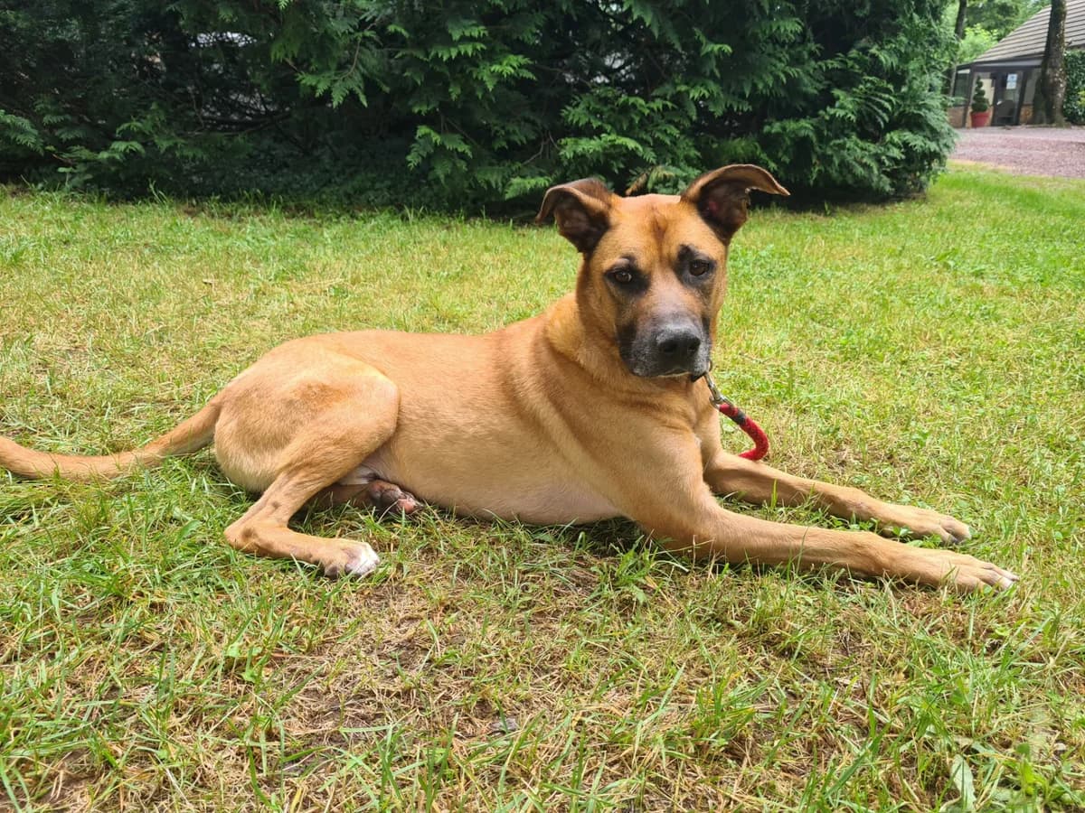 Bibiss, male Mixed Breed for adoption at Association Stéphane Lamart