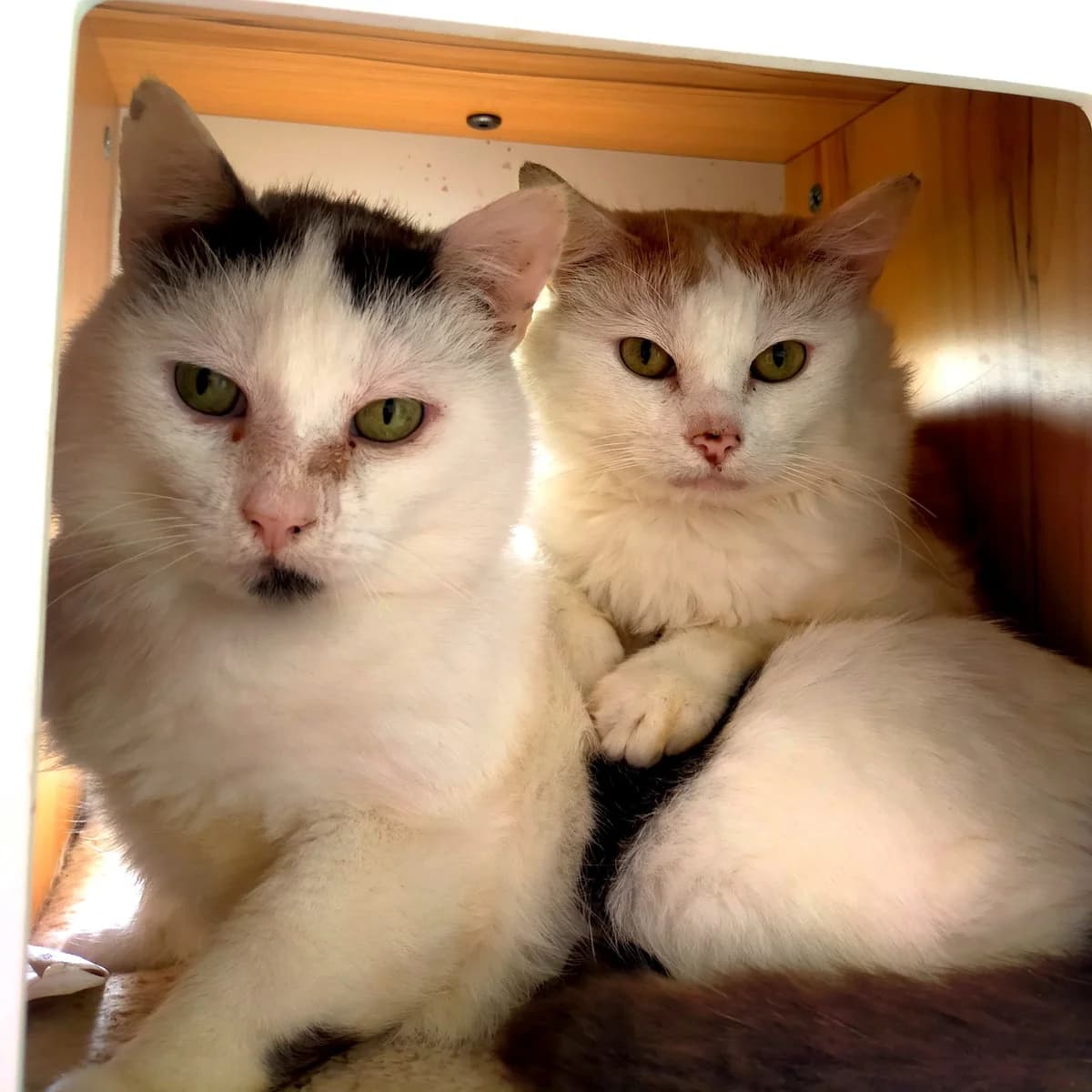 Chrome, male Mixed Breed for adoption at Association Stéphane Lamart