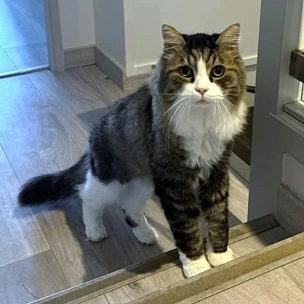 Ulysse, male Mixed Breed for adoption at Association Stéphane Lamart