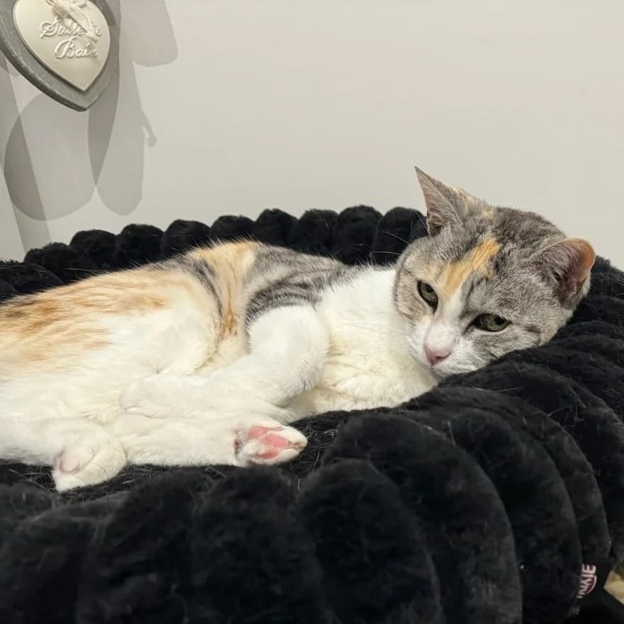 Poupette, female Mixed Breed for adoption at Association Stéphane Lamart