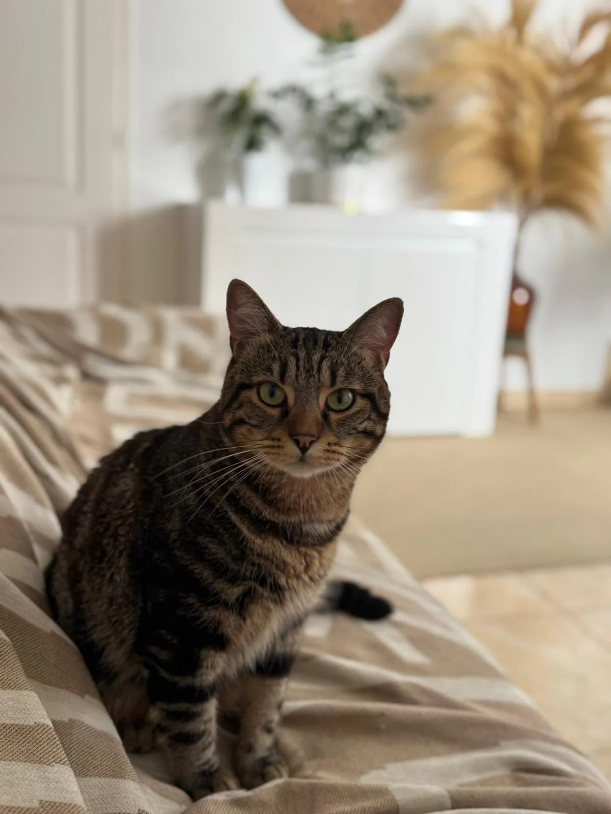 Roméo, male Mixed Breed for adoption at Association Stéphane Lamart