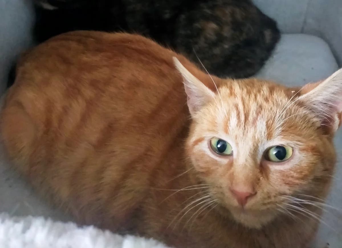 Cocaïne, female Mixed Breed for adoption at Association Stéphane Lamart