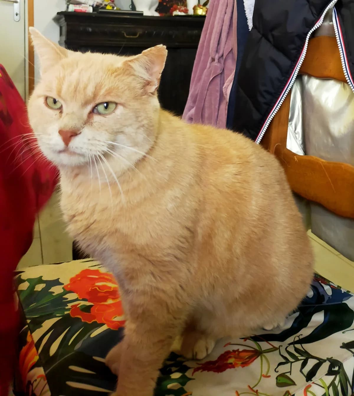 Chamallow, male Mixed Breed for adoption at Association Stéphane Lamart