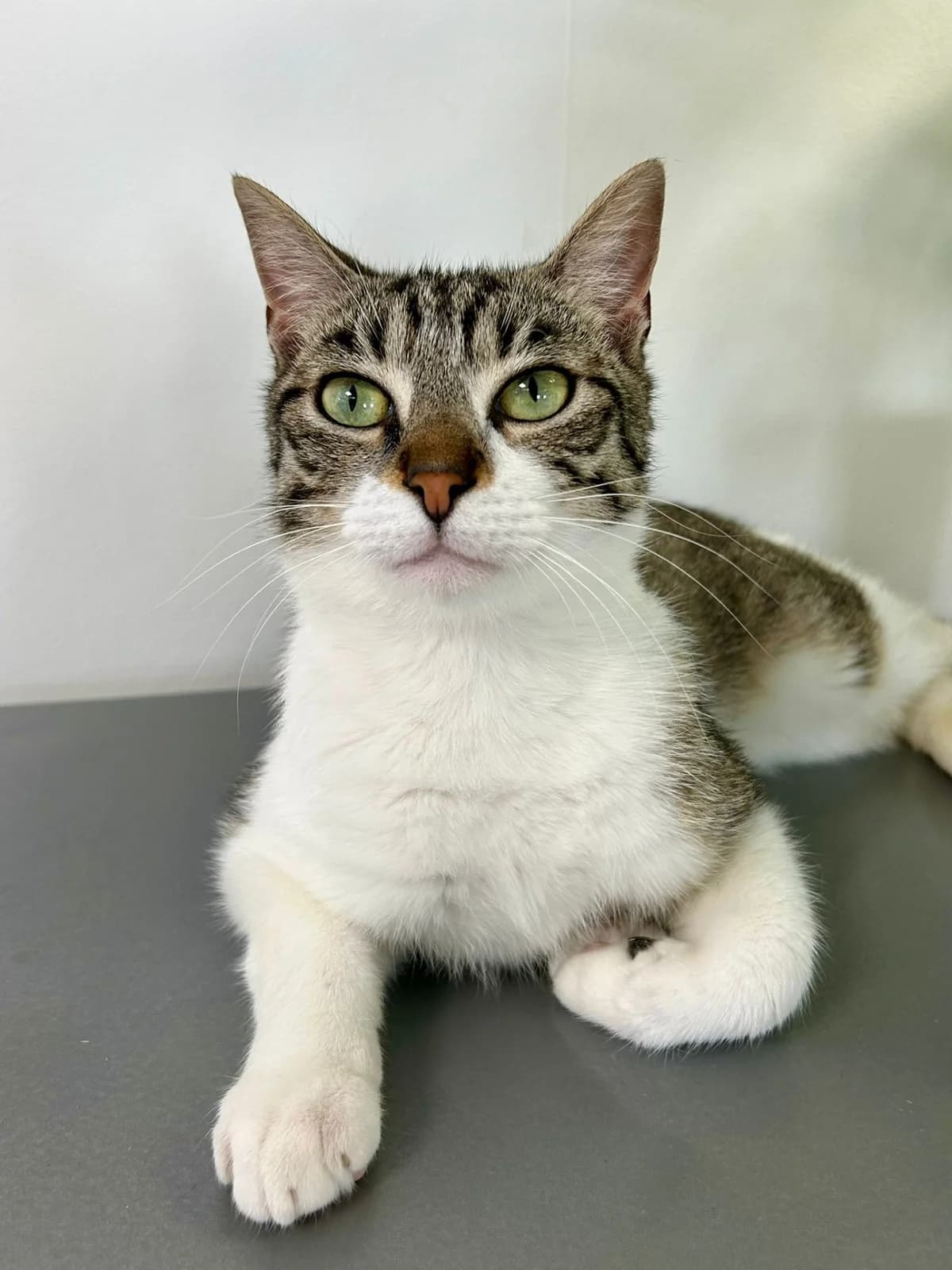 Athos, male Mixed Breed for adoption at Association Stéphane Lamart