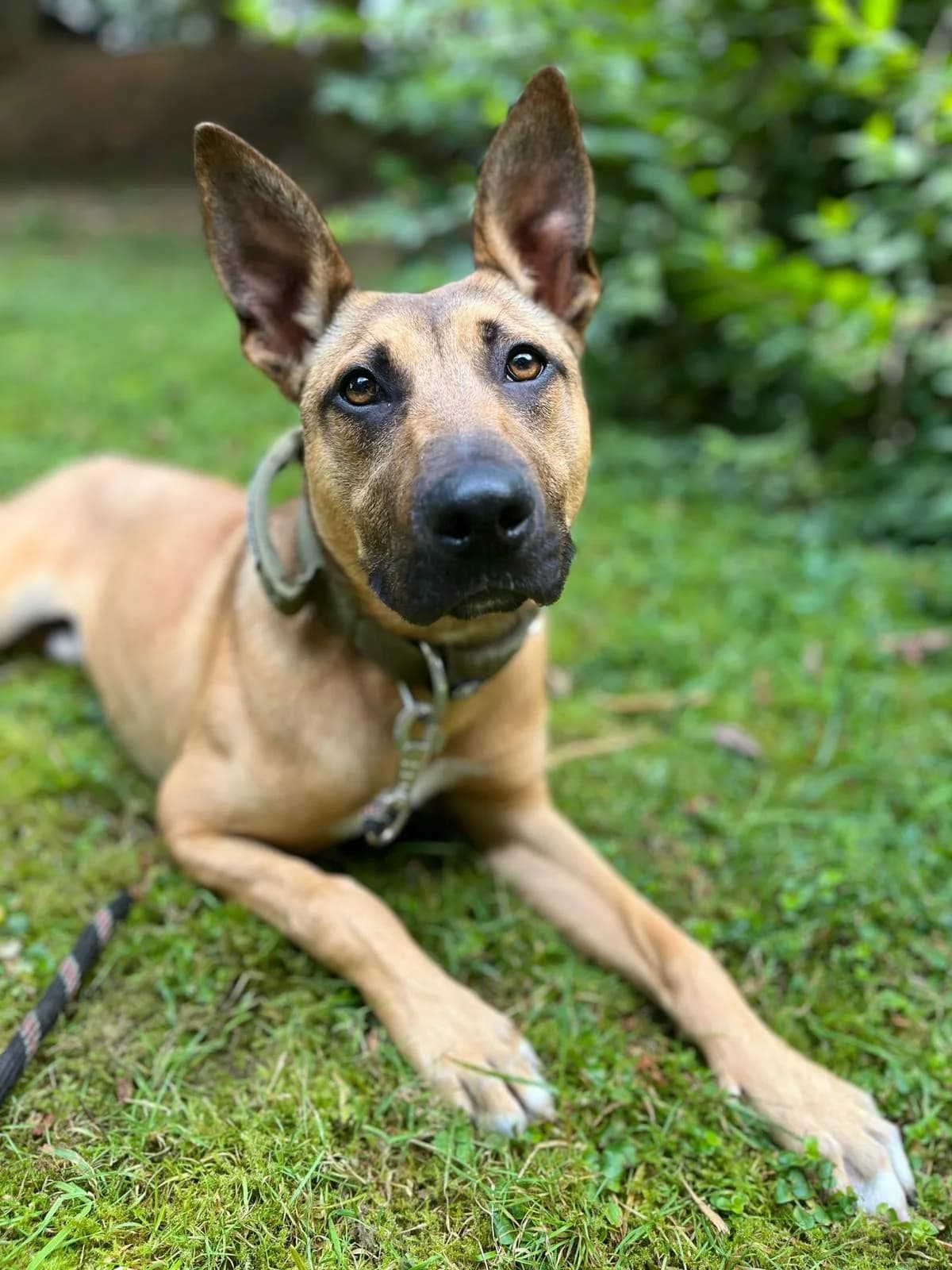 Ulysse, male Mixed Breed for adoption at Association Stéphane Lamart