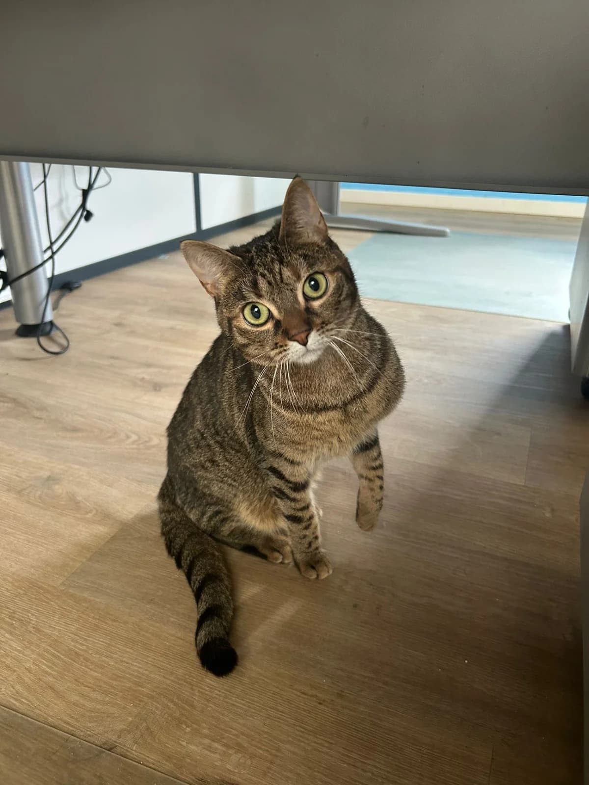 Shiga, female Mixed Breed for adoption at Association Stéphane Lamart