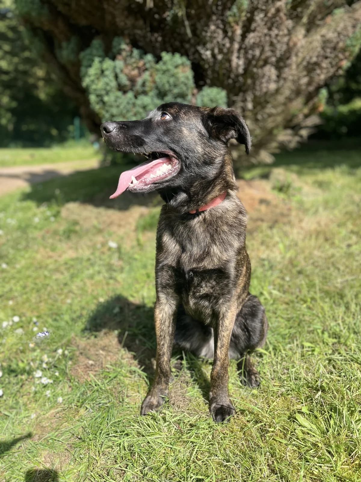 Vasco, male Mixed Breed for adoption at Association Stéphane Lamart