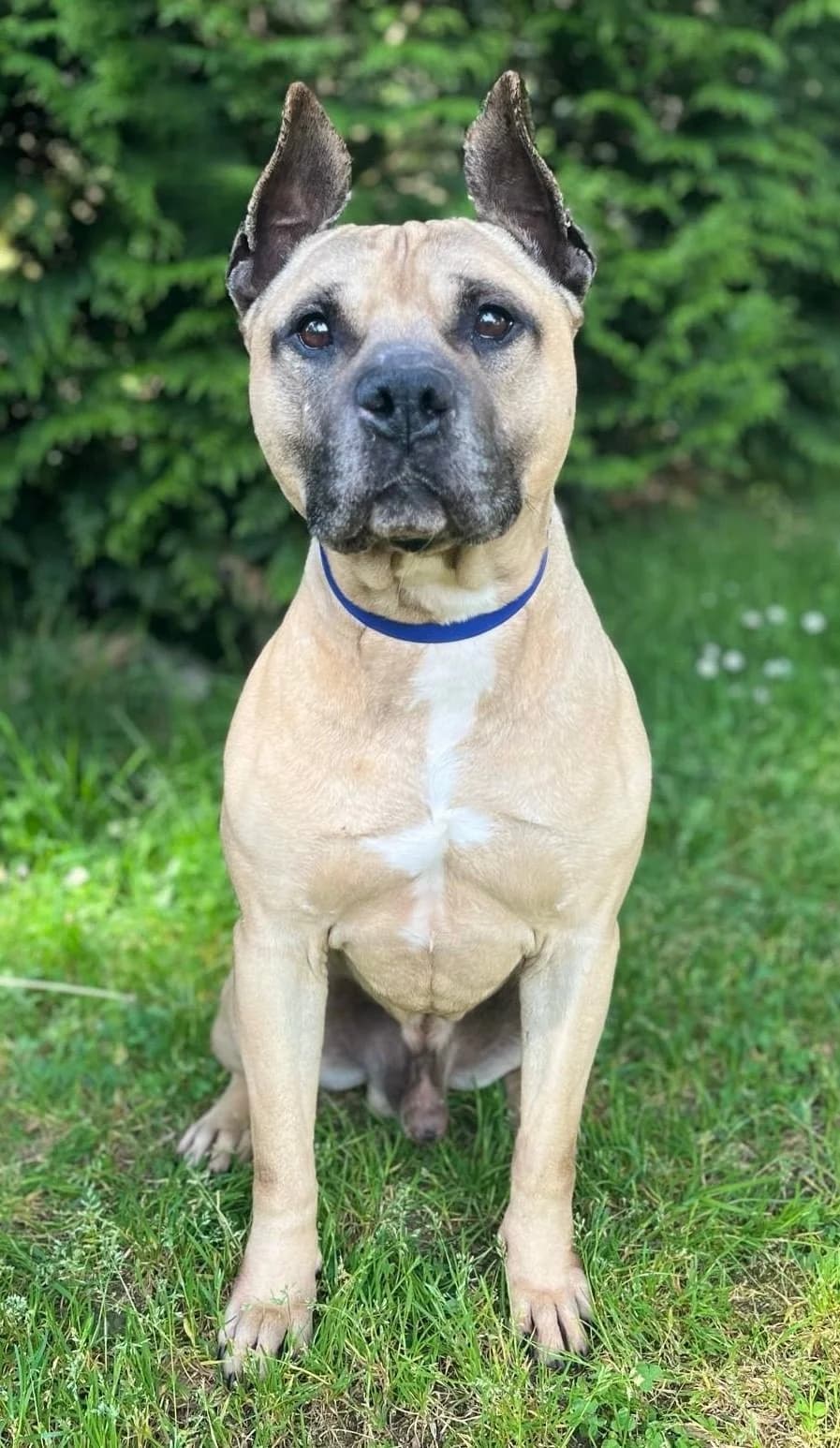 Marlot, male Mixed Breed for adoption at Association Stéphane Lamart