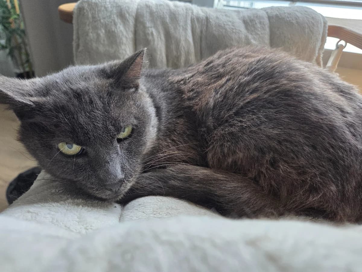 Araoun, male Mixed Breed for adoption at Association Stéphane Lamart