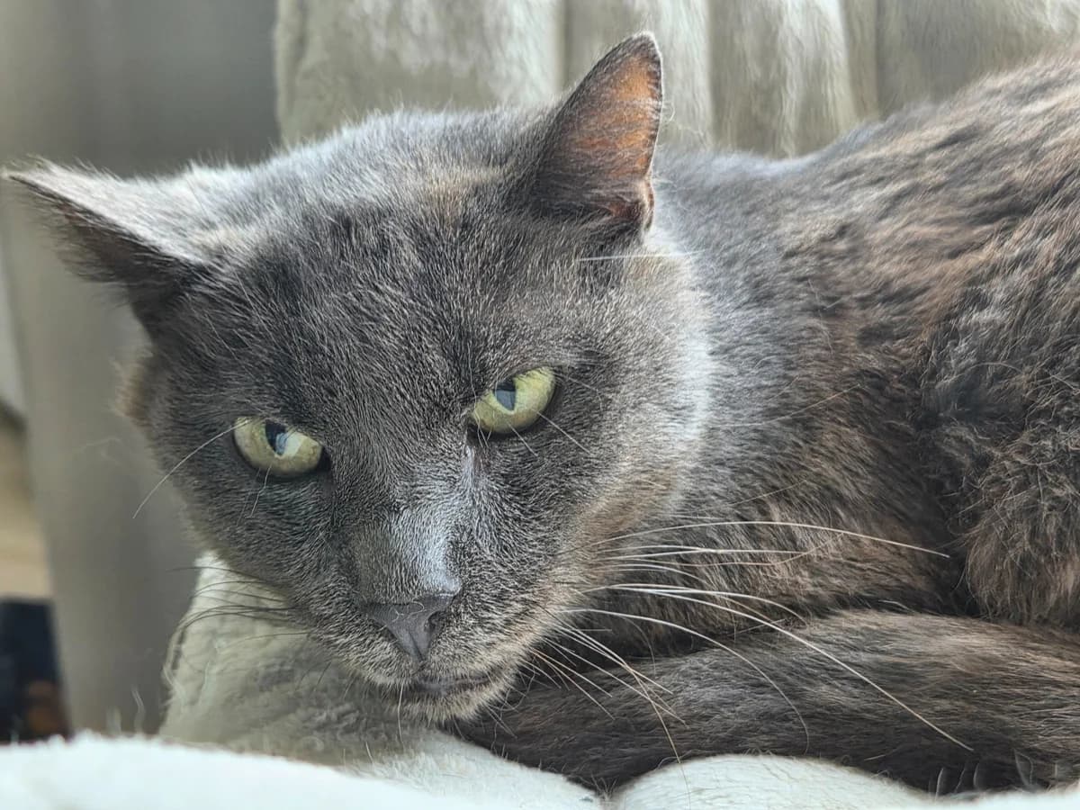 Araoun, male 6yo Mixed Breed for adoption at Association Stéphane Lamart, Boissy-Saint-Léger