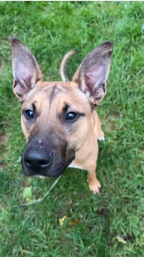 Topaze, male Mixed Breed for adoption at Association Stéphane Lamart