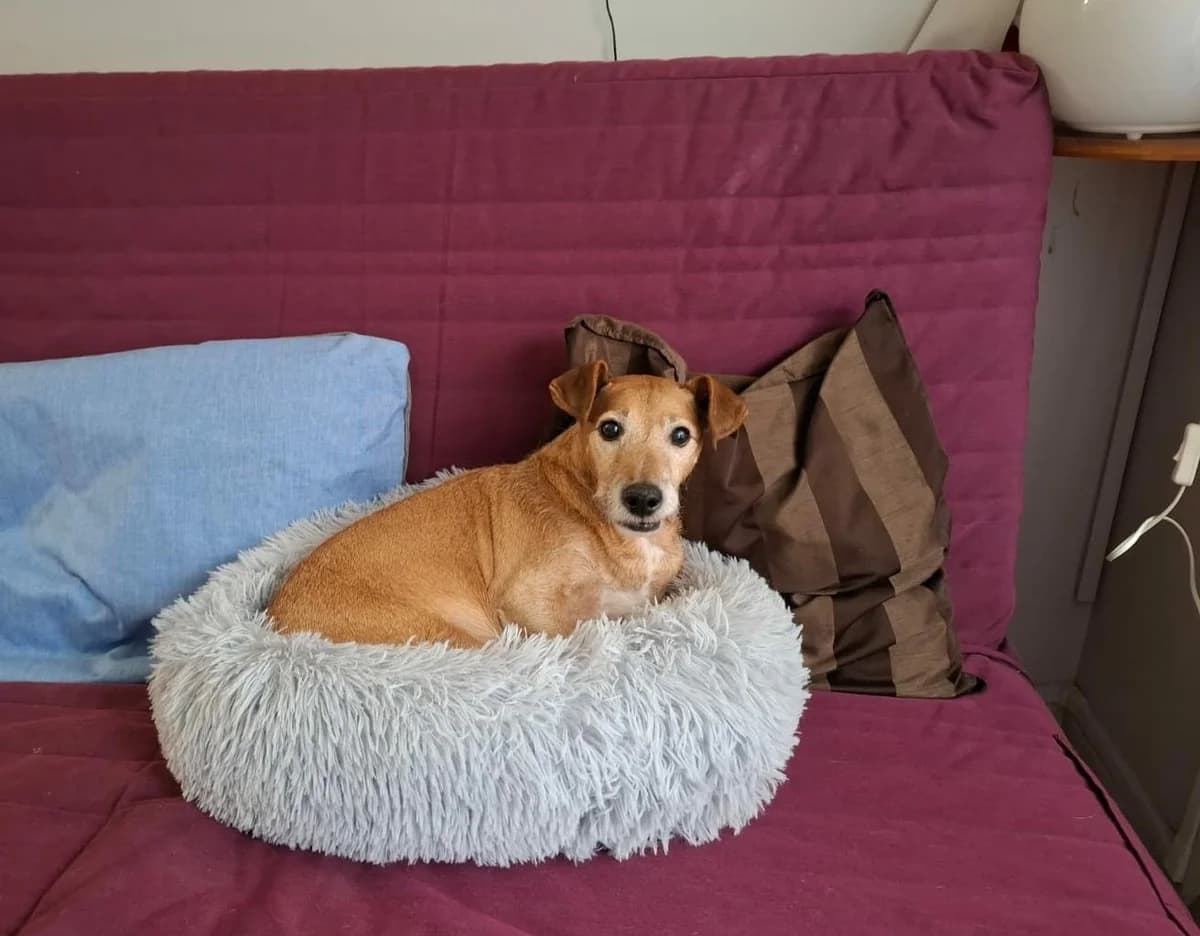 Théo, male Mixed Breed for adoption at Association Stéphane Lamart