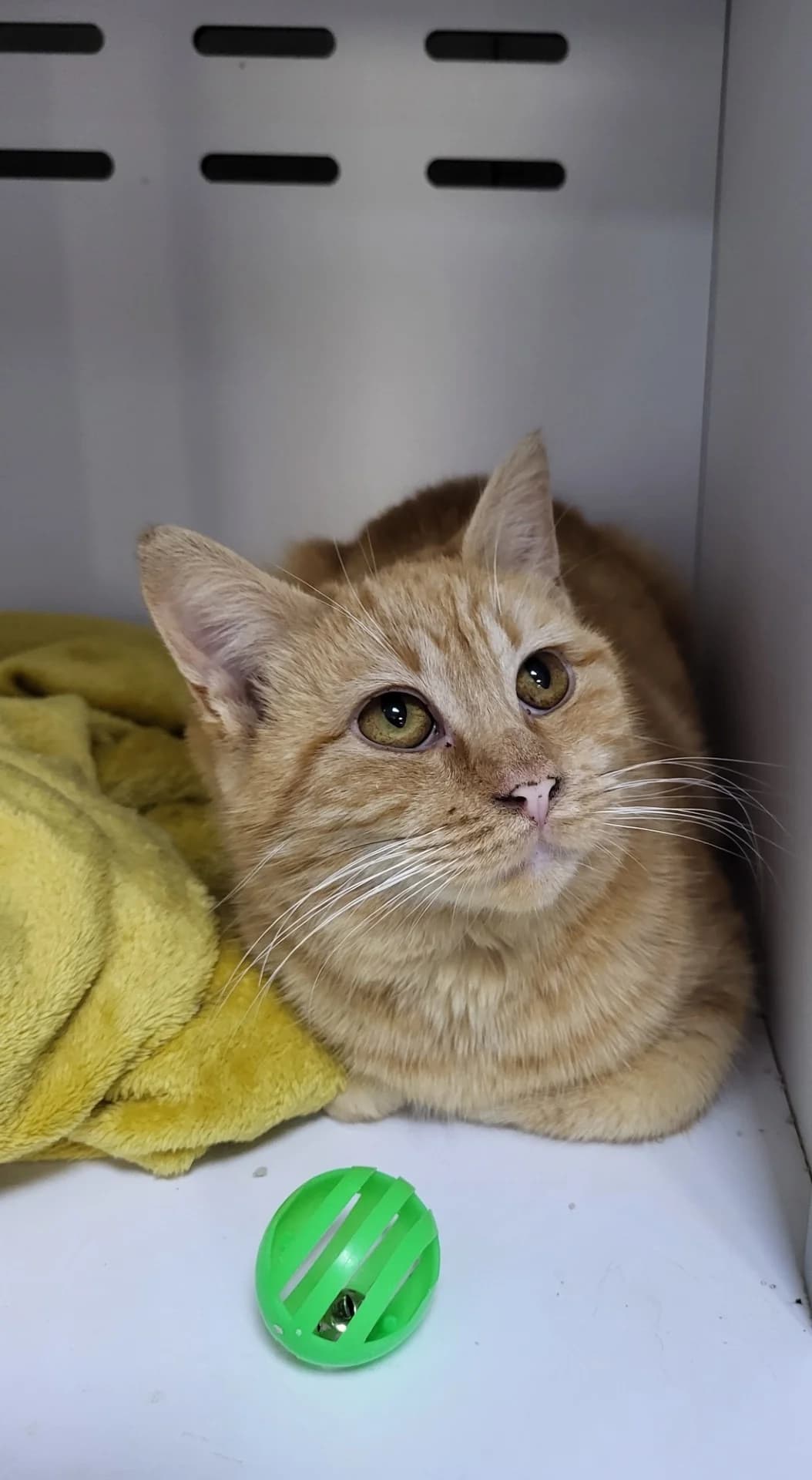 Bhakti, female Mixed Breed for adoption at Association Stéphane Lamart