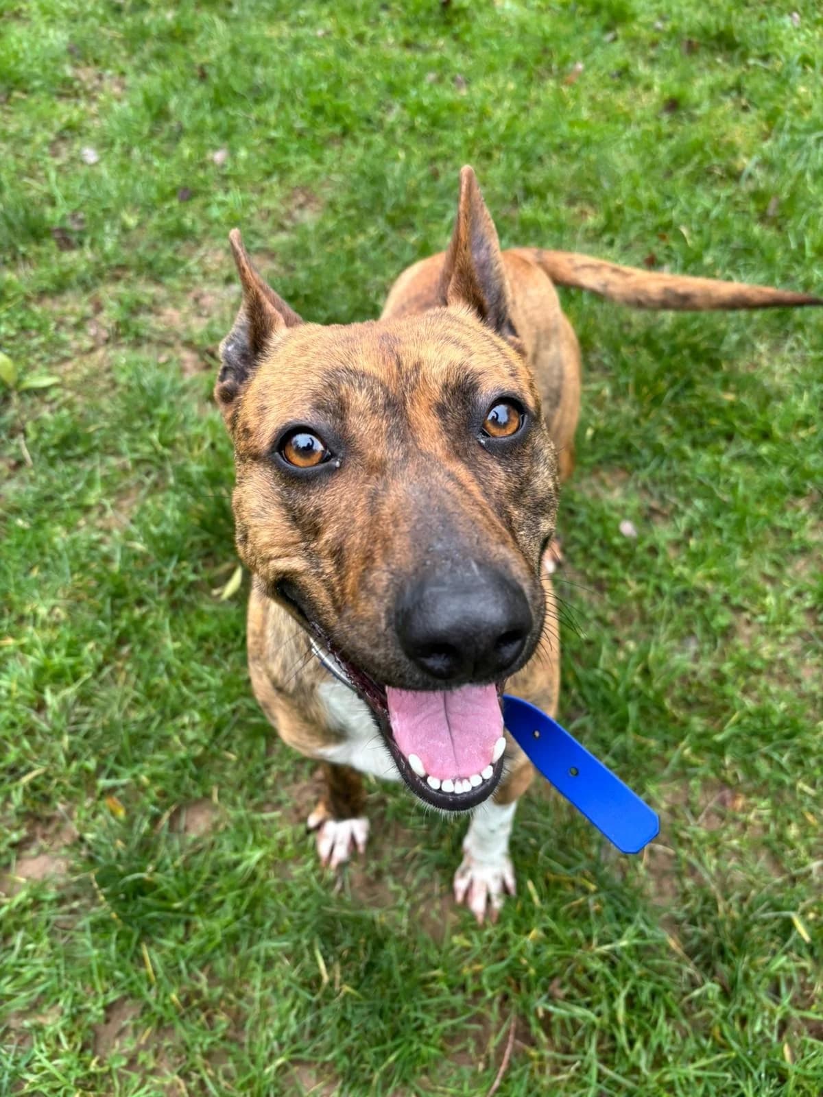 Inka, female Mixed Breed for adoption at Association Stéphane Lamart