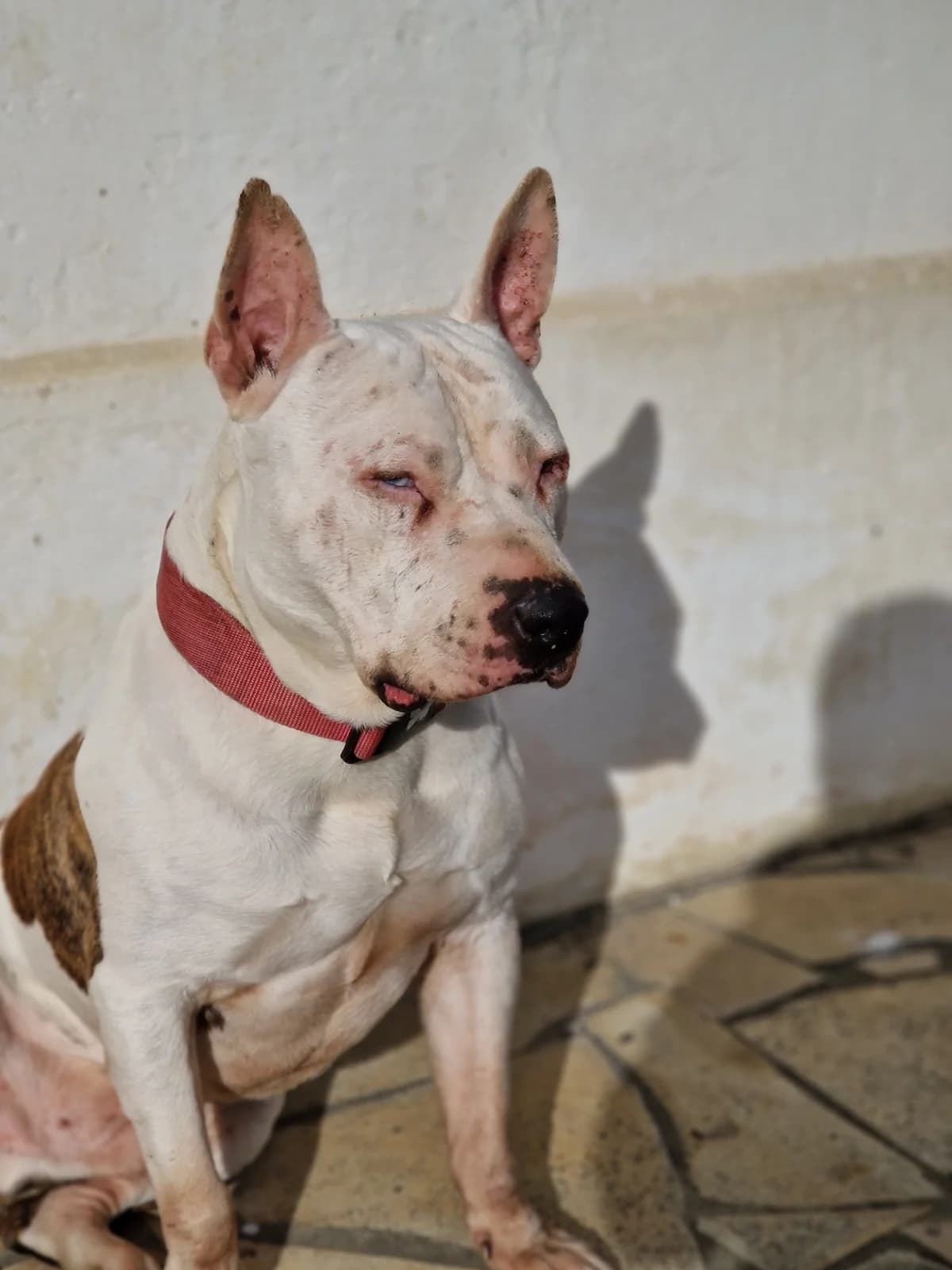 Mokka, male Mixed Breed for adoption at Association Stéphane Lamart