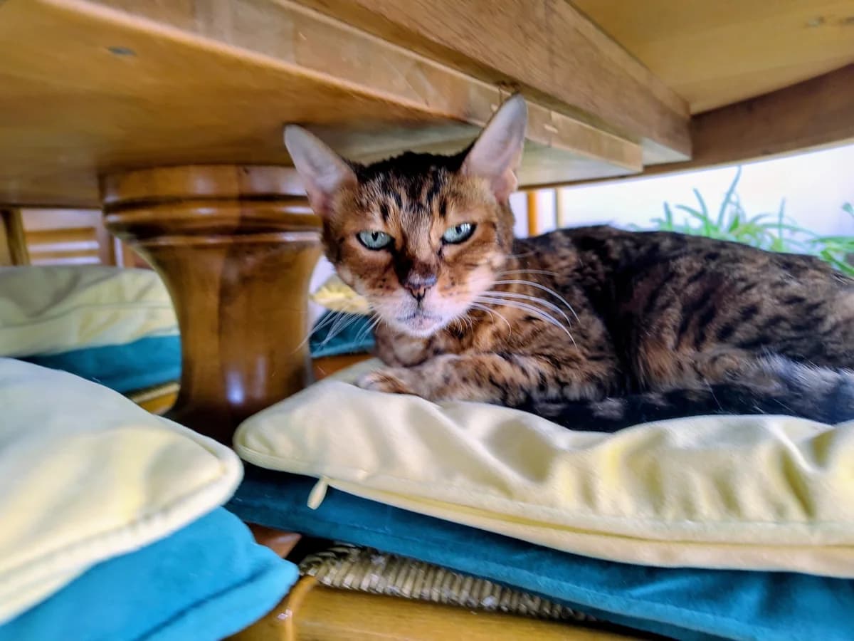 Bindi, female Mixed Breed for adoption at Association Stéphane Lamart