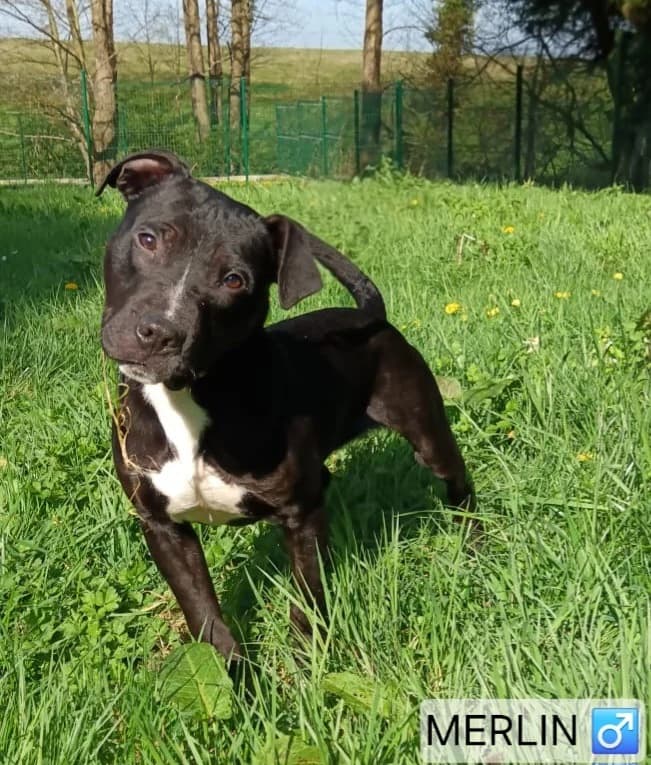 Merlin, male puppy Mixed Breed for adoption at Association Stéphane Lamart, Boissy-Saint-Léger