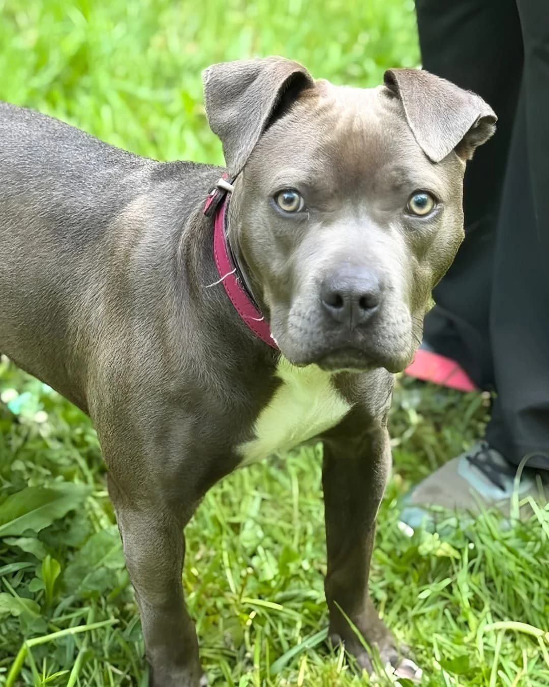 Mona, female young Mixed Breed for adoption at Association Stéphane Lamart, Boissy-Saint-Léger