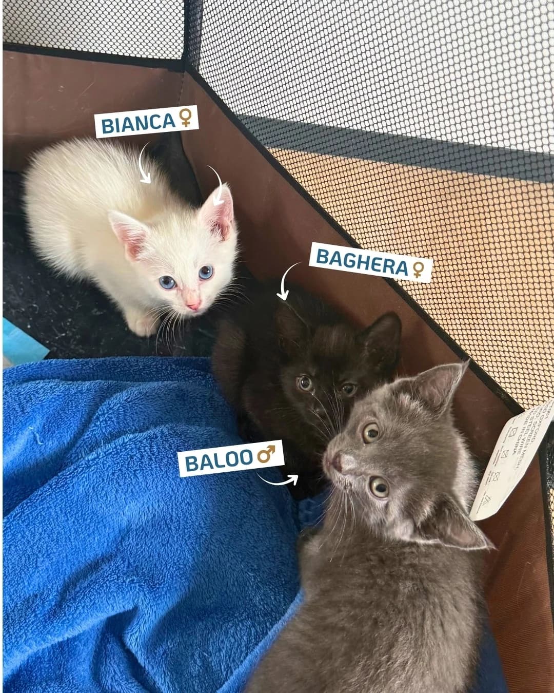 Baloo, Baghera & Bianca, puppy Mixed Breed for adoption at Association Stéphane Lamart, Boissy-Saint-Léger