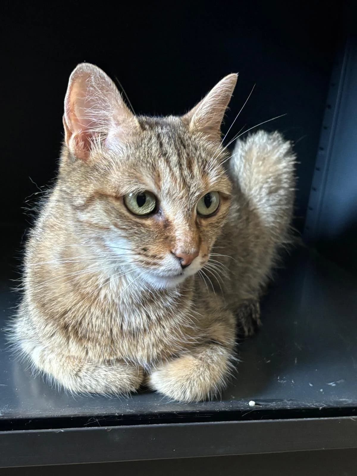 Perle, female 3yo Mixed Breed for adoption at Association Stéphane Lamart, Boissy-Saint-Léger