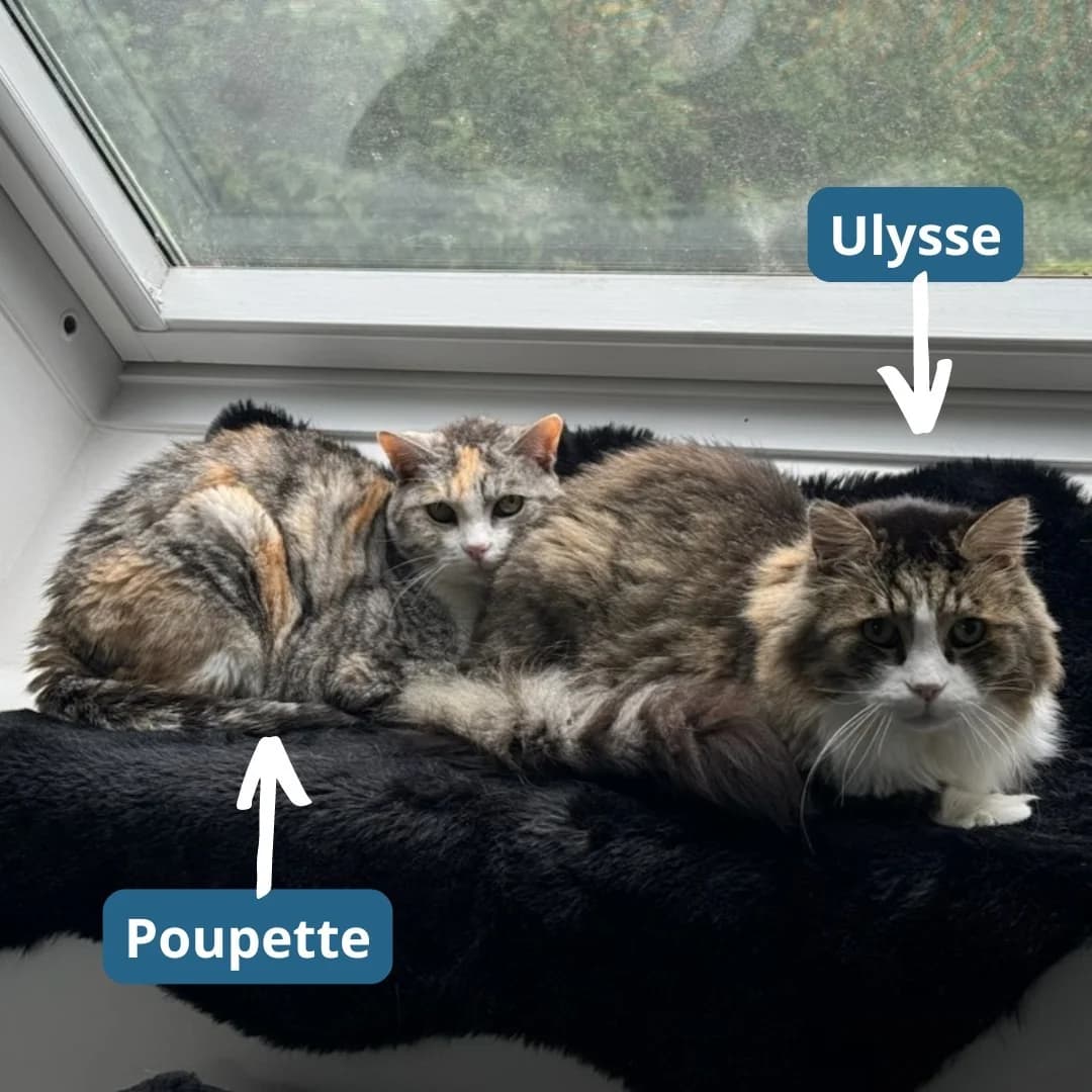 Ulysse & Poupette, male senior Mixed Breed for adoption at Association Stéphane Lamart, Boissy-Saint-Léger