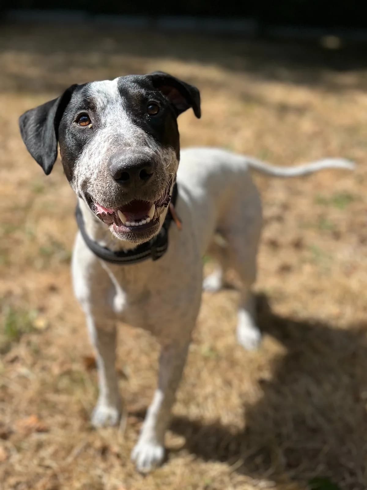 Vasco, male young Mixed Breed for adoption at Association Stéphane Lamart, Boissy-Saint-Léger