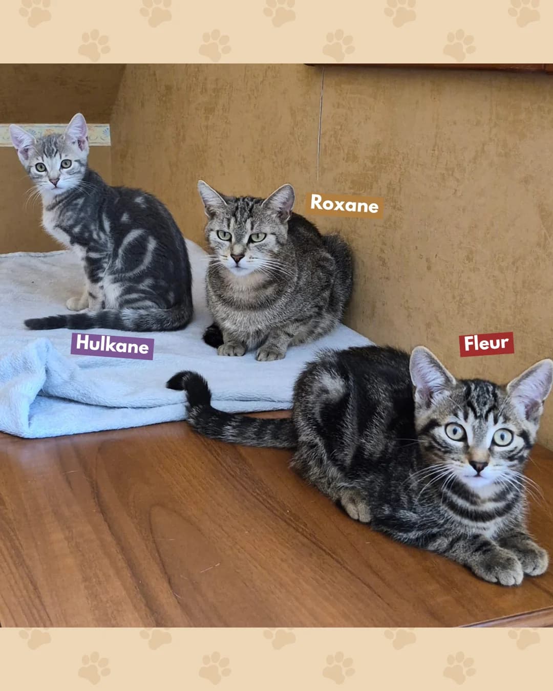 Roxane, Hulkane & Fleur, female senior Mixed Breed for adoption at Association Stéphane Lamart, Boissy-Saint-Léger