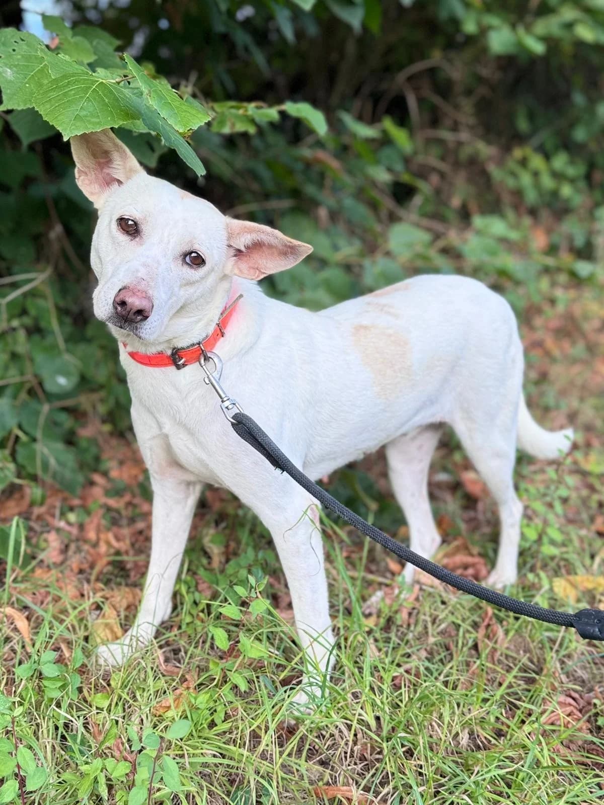 Sophie, female 3yo Mixed Breed for adoption at Association Stéphane Lamart, Boissy-Saint-Léger