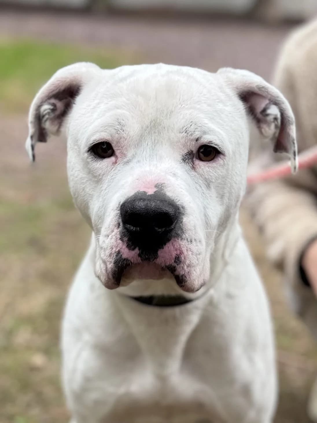 Kyser, male 4yo Mixed Breed for adoption at Association Stéphane Lamart, Boissy-Saint-Léger