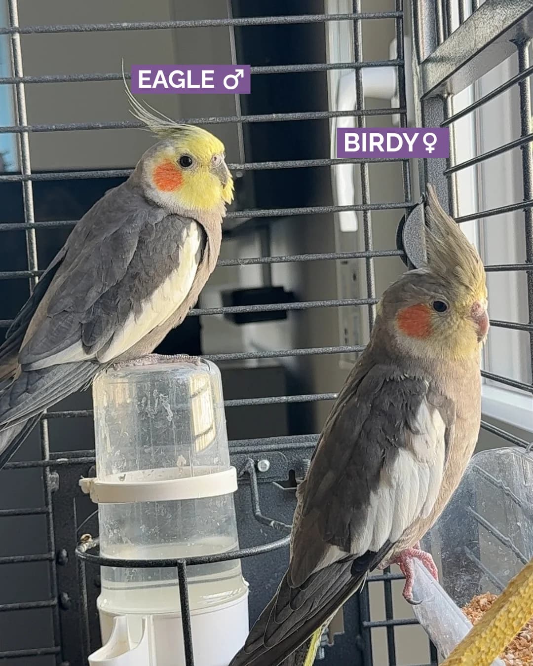 Eagle & Birdy, male Mixed Breed for adoption at Association Stéphane Lamart, Boissy-Saint-Léger