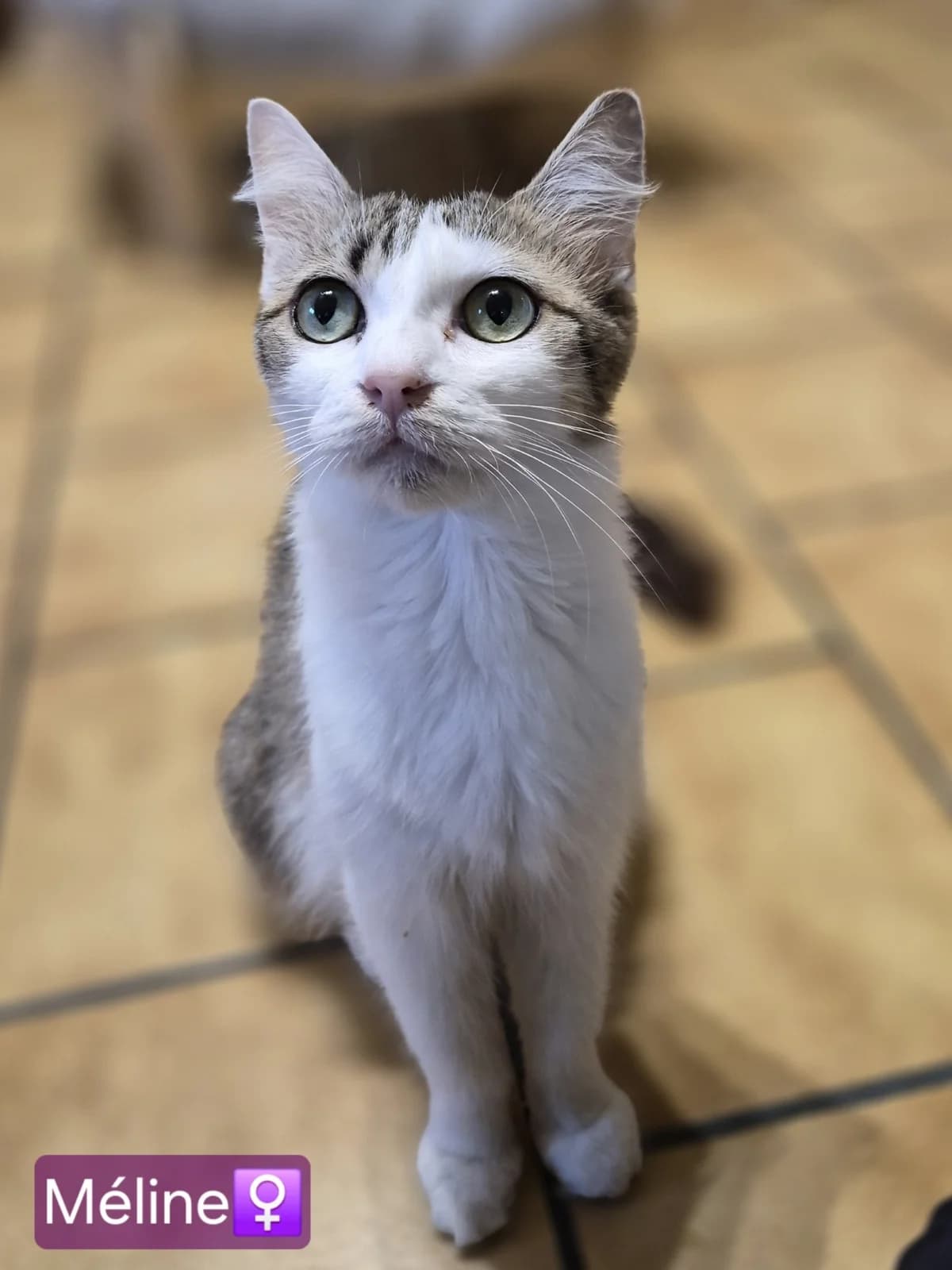 Méline et ses chatons, female 3yo Mixed Breed for adoption at Association Stéphane Lamart, Boissy-Saint-Léger