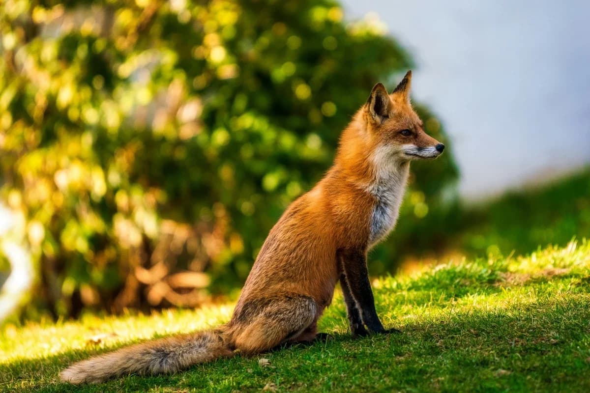 Cohabiter avec le renard roux, male Mixed Breed for adoption at Association Takoda, Lille