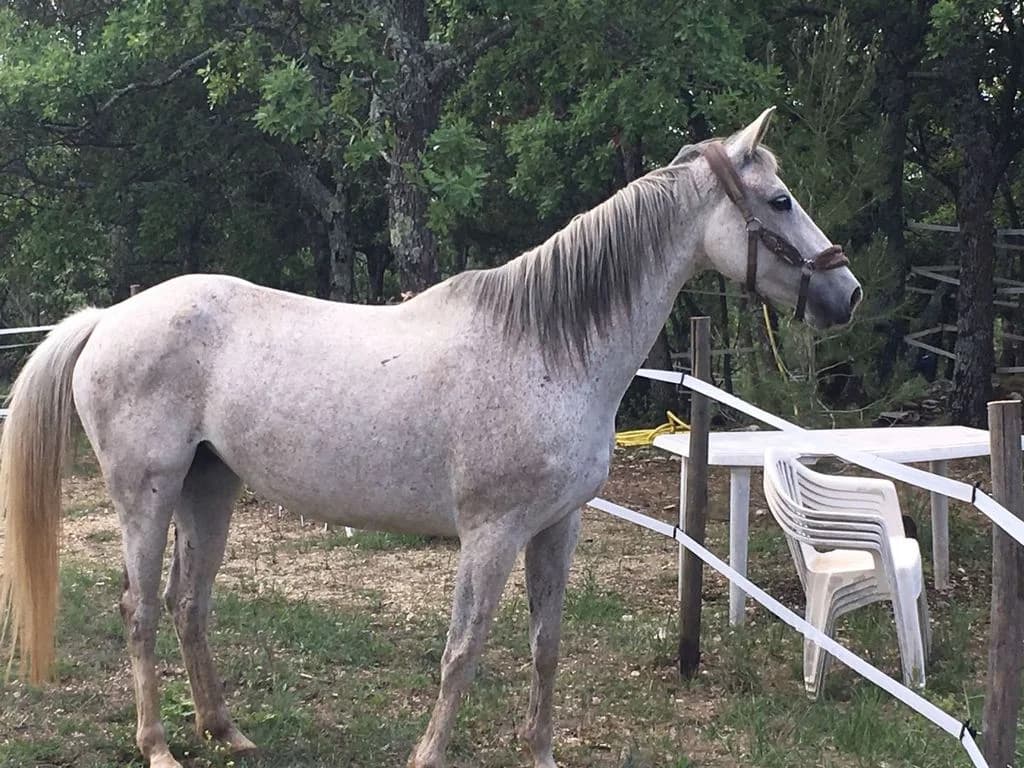Tomasa, senior Mixed Breed for adoption at Association Tanka SOS Chevaux