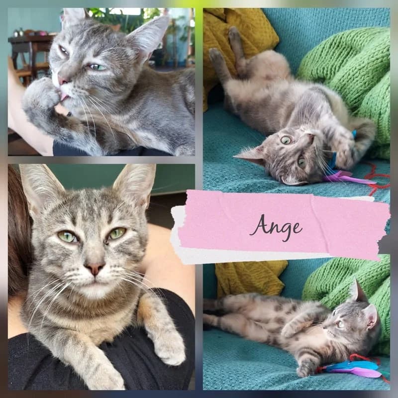 ANGE, female young European Shorthair for adoption at Association Vénus, Bordeaux