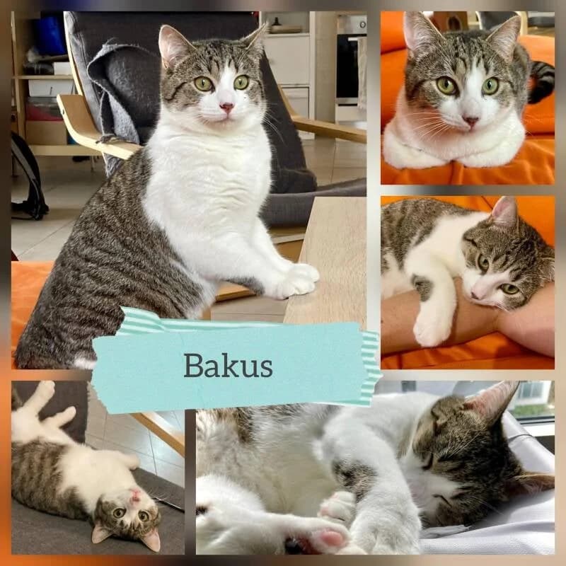 BAKUS, male European Shorthair for adoption at Association Vénus