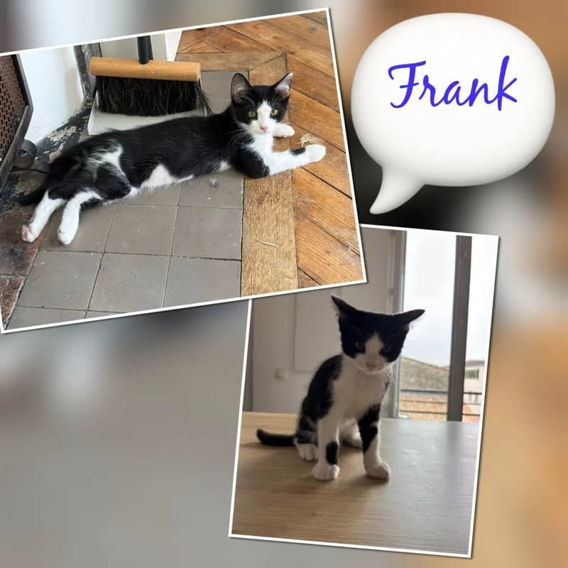 FRANK, male Mixed Breed for adoption at Association Vénus, Bordeaux