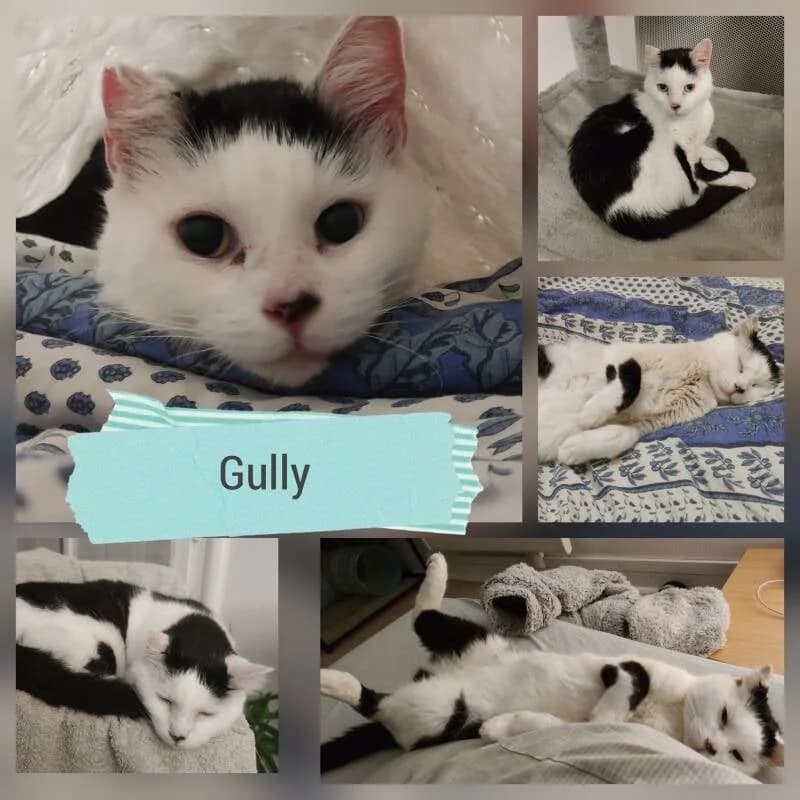 GULLY, male European Shorthair for adoption at Association Vénus