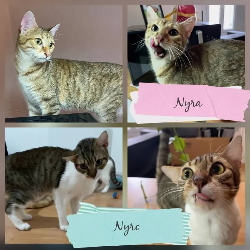 NYRA & NYRO, female European Shorthair for adoption at Association Vénus