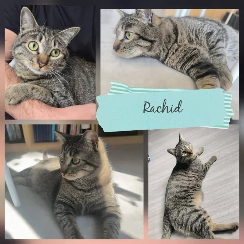 RACHID, male European Shorthair for adoption at Association Vénus
