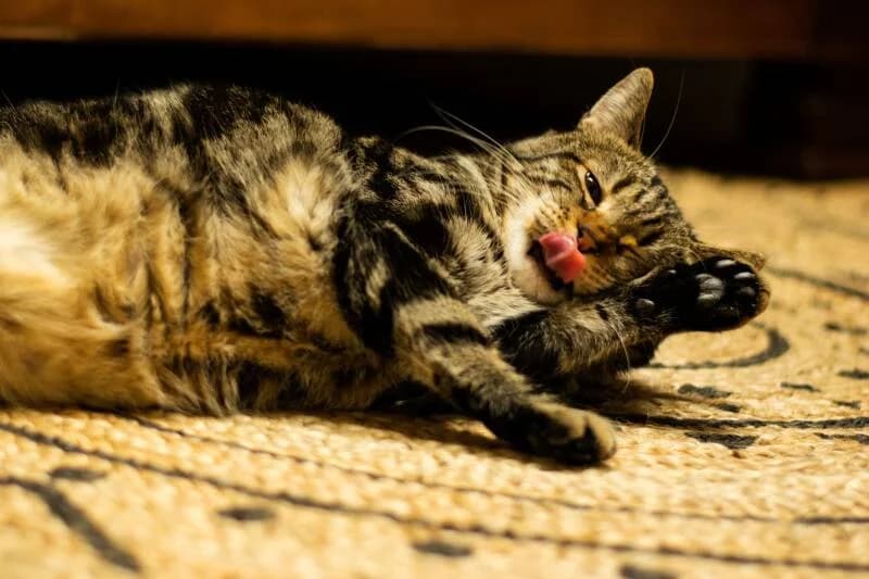 SAMBA, male European Shorthair for adoption at Association Vénus